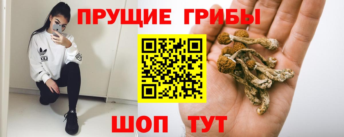 Псилоцибиновые грибы Psilocybine cubensis Тимашёвск
